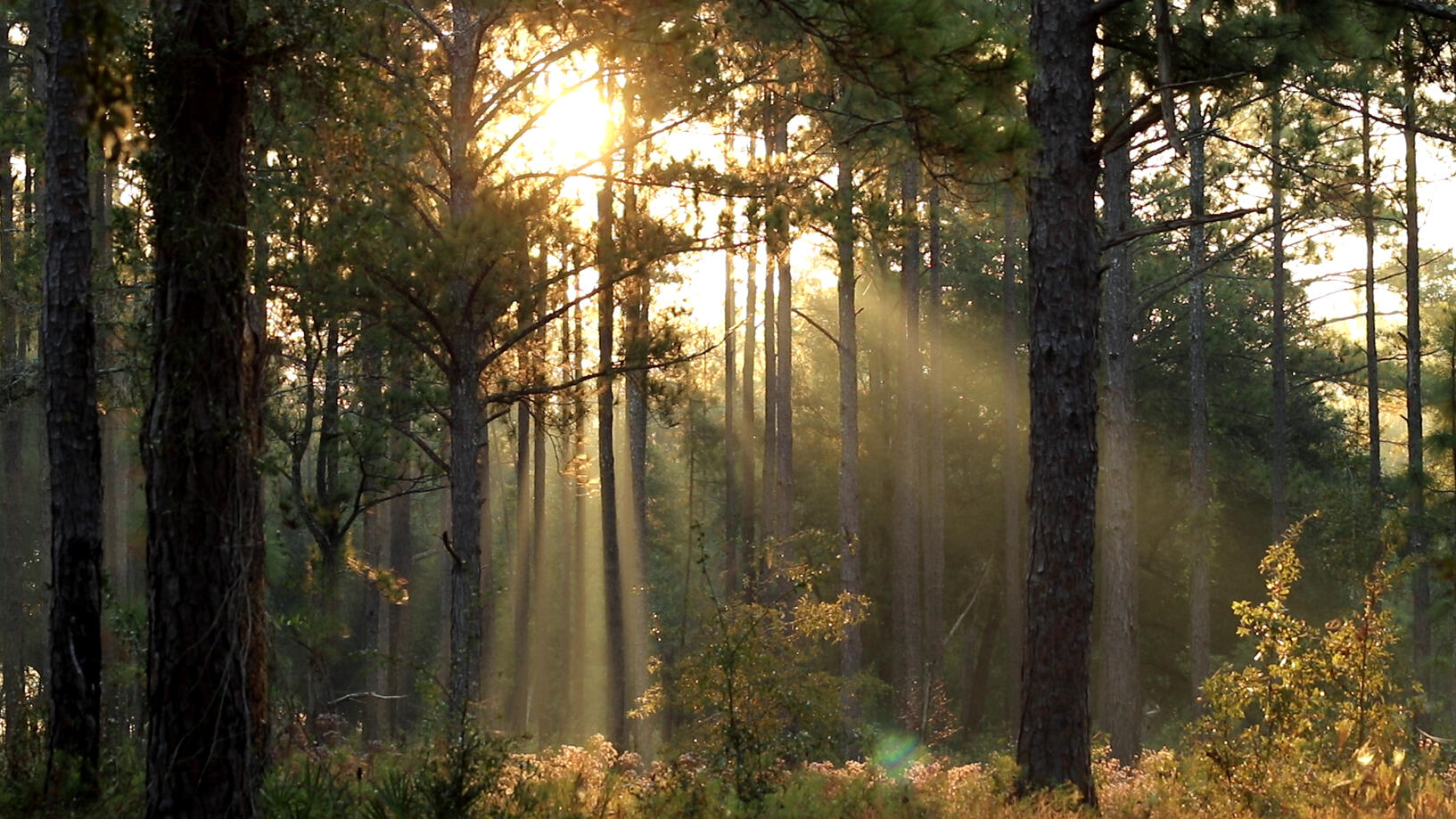 Elkmont Dawn